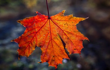 lettering word sale of letters carved on a bright red maple leaf against the autumn  grass