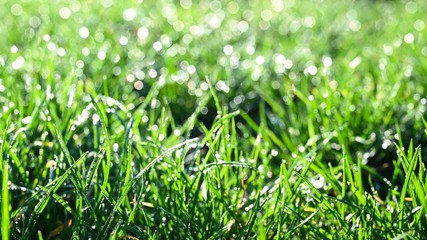Dew drops on a meadow in the morning sun