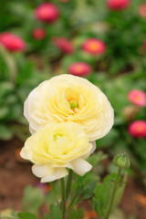 ranunculus flowers