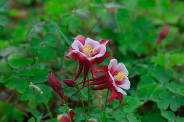 garden columbine flowers