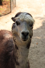 Obraz premium Lama im Profil - Schauendes Alpaka