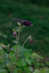 garden columbine flowers