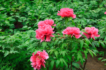 peony flowers in the park