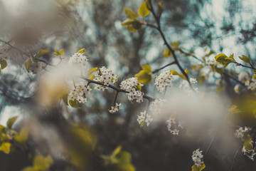 blooming cherry tree in spring