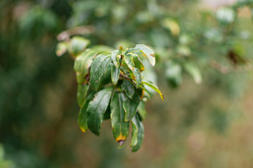 green leaves of a tree