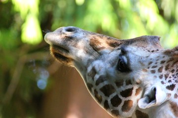 Portrait of a Giraffe