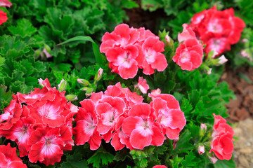 Fototapeta geranium flowers obraz