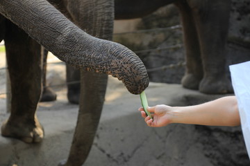 Elefant wird per Hand gefüttert - Im Zoo