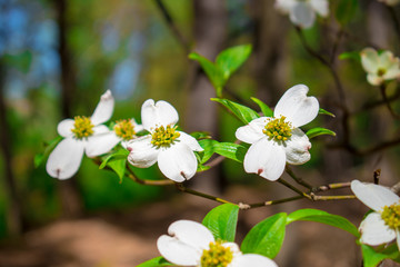 white flowers of apple tree
