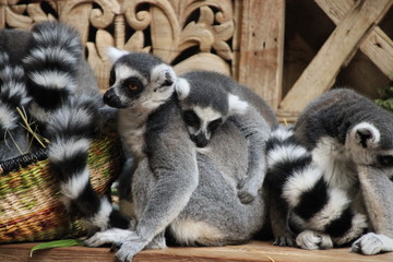 Kuschelnde Katta Affen im Zoo - Gruppe