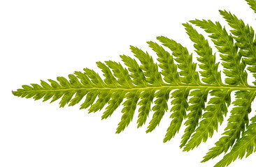Fern leaf on white background