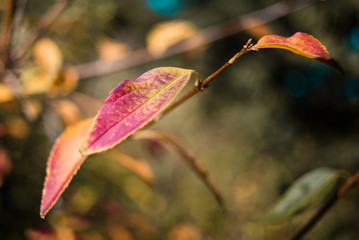 autumn leaves on a black background