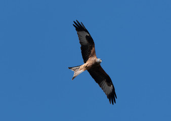 Obraz premium Fliegender Rotmilan