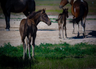 Wild Pony