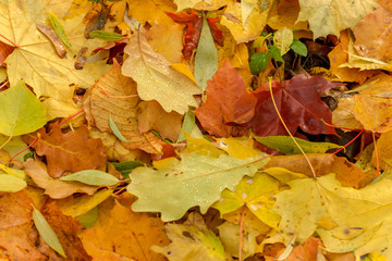 Texture of fallen leaves of different tree species on the ground.