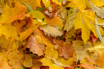 Texture of fallen leaves of different tree species on the ground.