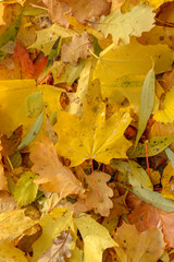 Texture of fallen leaves of different tree species on the ground.