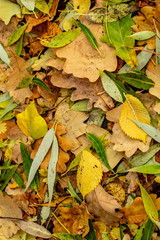 Texture of fallen leaves of different tree species on the ground.