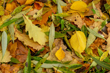 Texture of fallen leaves of different tree species on the ground.