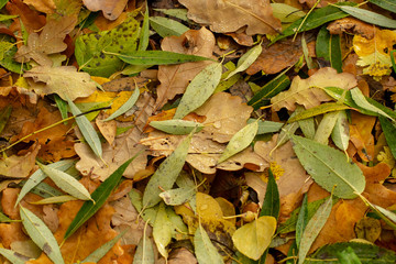 Texture of fallen leaves of different tree species on the ground.