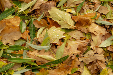 Texture of fallen leaves of different tree species on the ground.
