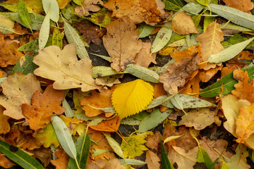 Texture of fallen leaves of different tree species on the ground.