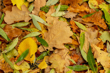 Texture of fallen leaves of different tree species on the ground.