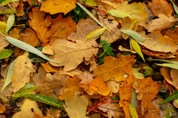 Texture of fallen leaves of different tree species on the ground.