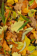 Texture of fallen leaves of different tree species on the ground.