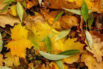 Texture of fallen leaves of different tree species on the ground.