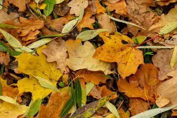 Texture of fallen leaves of different tree species on the ground.