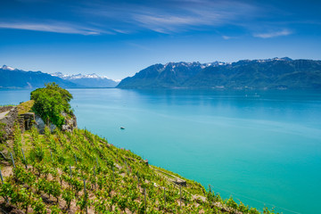 Lavaux vineyards near Montreux Switzerland and view at Lake Geneva and Swiss Alps