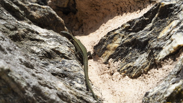 lagarto de color marron, cabeza triangular, cola larga, caminando por un muro de pidra. Teillor, Galicia, Espa&ntilde;a, Europa 