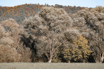 Herbstlich gefärbte Bäume