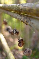 Pine cones hanging on a rope attached to a wooden bridge fence deep in the forest; selective focus with shallow depth of field; autumn in the mountains