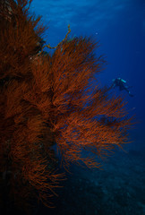 Fototapeta na wymiar Black Coral on a Reef in Hawaii