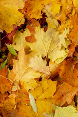 Texture of fallen leaves of different tree species on the ground.