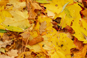 Naklejka na ściany i meble Texture of fallen leaves of different tree species on the ground.