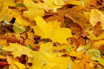 Texture of fallen leaves of different tree species on the ground.