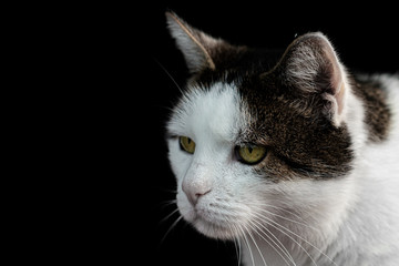 portrait of a cat on black background