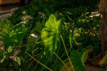 Elephant ears in the garden 