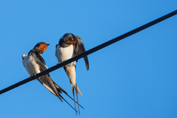 Zwei Schwalben sitzen auf der Stromleitung 