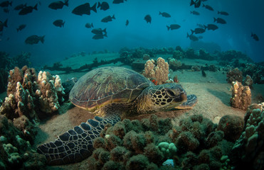 Hawaiian Green Sea turtle on a coral reef in Maui