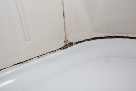 mold in the bathroom in the shower