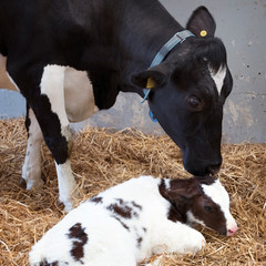 mother cow and newborn black and white calf in straw inside barn of dutch farm