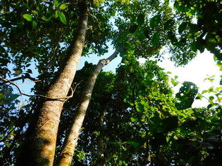 Arboles hacia el cielo 