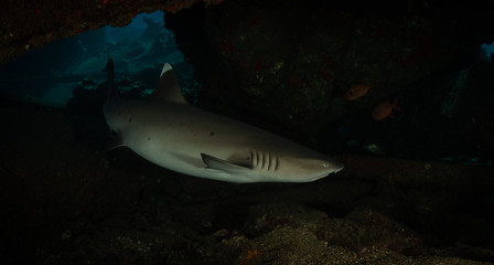 Sharks in clear blue water