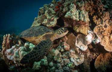 Hawaiian Green Sea turtle on a coral reef in Maui