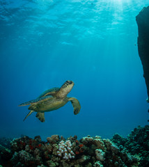 Obraz na płótnie Canvas Hawaiian Green Sea turtle on a coral reef in Maui