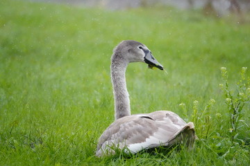 Mute Swans hanging out in the cold and eating grass at roadside